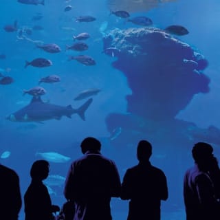 Palma Aquarium: Entrada gratuita + Cine Aquadome 3D opcional 10