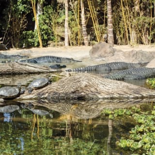Loro Parque: Entrada 7
