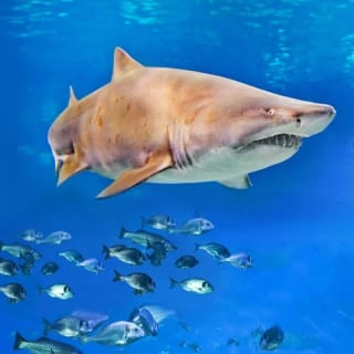 Palma Aquarium: Entrada gratuita + Cine Aquadome 3D opcional 44
