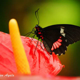 Mariposario de Benalmádena: Entrada 6