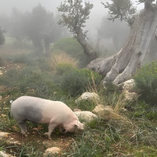 Valldemossa Tour and its Most Beautiful Viewpoints Easy Hike 23