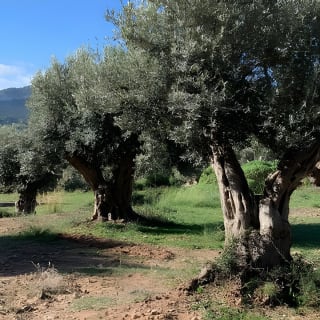 Valldemossa Tour and its Most Beautiful Viewpoints Easy Hike 33