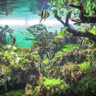 Loro Parque: Entrada 5