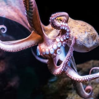 Palma Aquarium: Entrada gratuita + Cine Aquadome 3D opcional 53