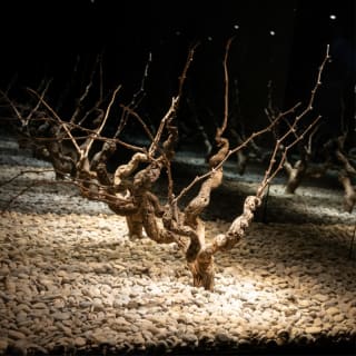 Entrada VINSEUM con degustación de vinos catalanes (3 vinos) 7