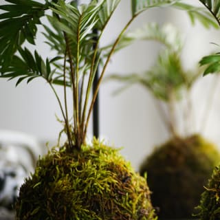 Kokedamas, el arte de tener plantas sin macetas 1