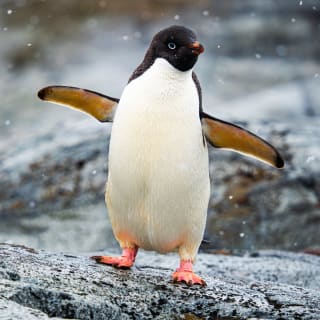 ANTARCTICA 360 - CG GALLERY | LLORET DE MAR 1