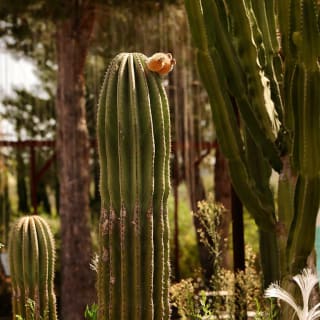 BiBo Park (Ibiza Botánico Biotecnológico) 5