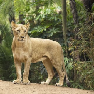 Loro Parque: Entrada 39