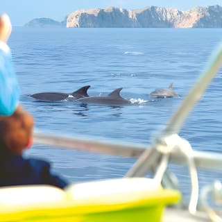 Sunrise Boat Trip in Mallorca with Dolphin-Watching 1