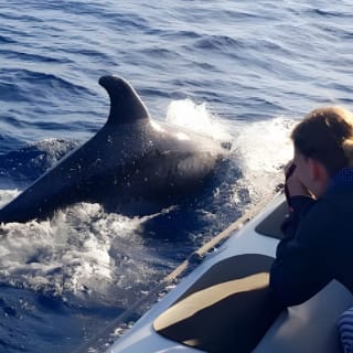 Dolphin Watching at Dawn in Alcúdia 5