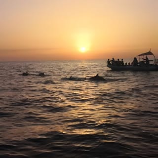 Dolphin Watching at Dawn in Alcúdia 6