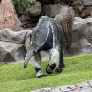 Loro Parque: Entrada 24