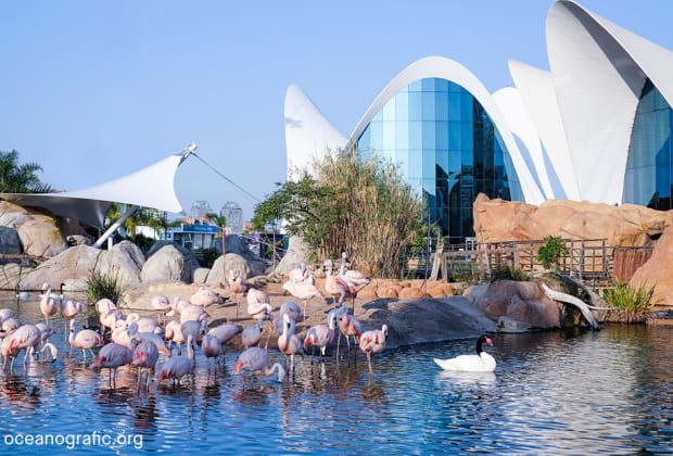 Oceanogràfic València