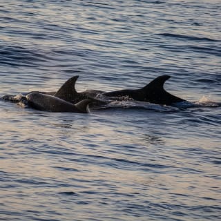 Sunrise Boat Trip in Mallorca with Dolphin-Watching 16