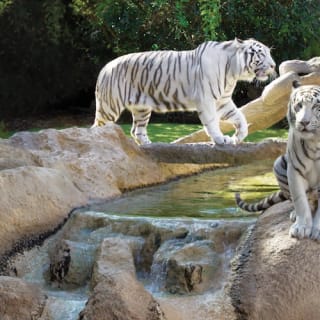 Loro Parque: Entrada 69