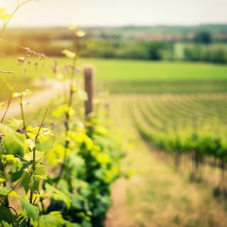 Visita una bodega de vino espumoso de calidad + maridaje a escoger 1