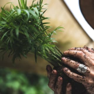 Kokedamas, el arte de tener plantas sin macetas 5