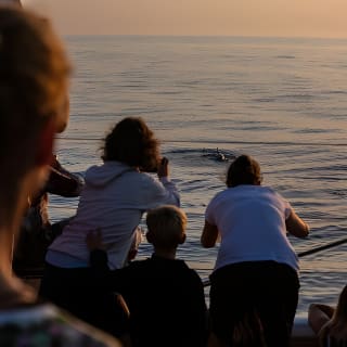 Sunrise Boat Trip in Mallorca with Dolphin-Watching 7