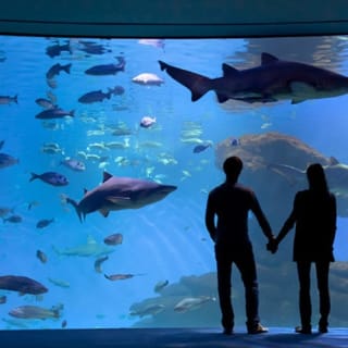 Palma Aquarium: Entrada gratuita + Cine Aquadome 3D opcional 74