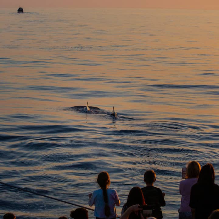Avistamiento de delfines en Mallorca con Click Mallorca