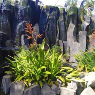 Palmetum de Santa Cruz de Tenerife: Entrada 2