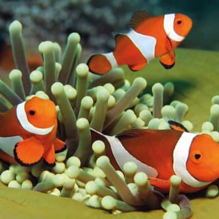 Palma Aquarium: Entrada gratuita + Cine Aquadome 3D opcional 89